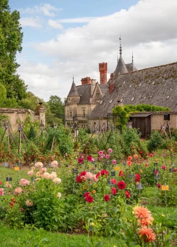 Dahlias du jardin du château